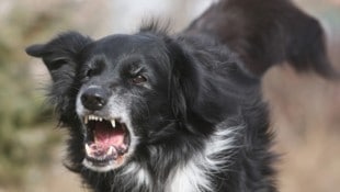 Auffällige Hunde werden abgenommen und kommen ins Heim. (Symbolbild)