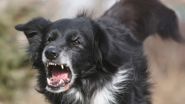 Auffällige Hunde werden abgenommen und kommen ins Heim. (Symbolbild)