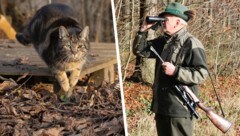 Der Abschuss von Katzen ist in Österreich nach wie vor in allen Bundesländern jagdrechtlich ...