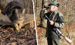Der Abschuss von Katzen ist in Österreich nach wie vor in allen Bundesländern jagdrechtlich ...