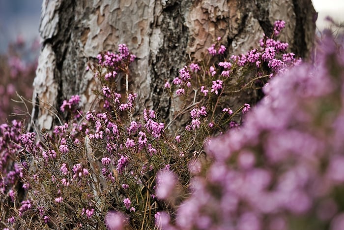 Farbenfrohe Frühlingsboten säumen den Weg.