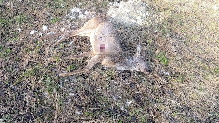 Dieses Stück Wild starb offenbar durch gezielten Schuss.