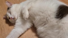 Nach einer Odyssee seit dem Jahr 2022 ist die Wiener Katze nun dank einer rührenden ...