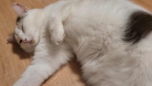 Nach einer Odyssee seit dem Jahr 2022 ist die Wiener Katze nun dank einer rührenden ...