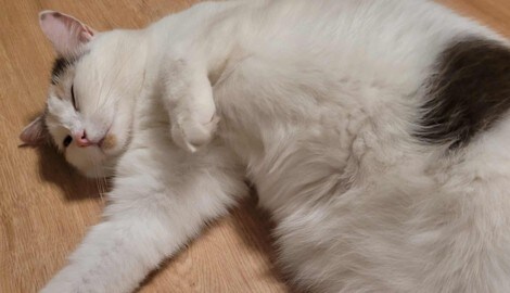 Nach einer Odyssee seit dem Jahr 2022 ist die Wiener Katze nun dank einer rührenden ...