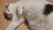 Nach einer Odyssee seit dem Jahr 2022 ist die Wiener Katze nun dank einer rührenden ...
