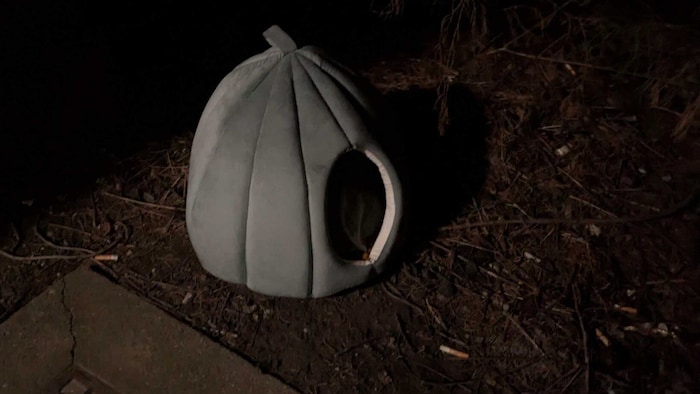 So wurde die Katze gefunden.