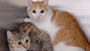 Der Besitzer war mit der Haltung der knapp zwei Dutzend Tiere völlig überfordert.