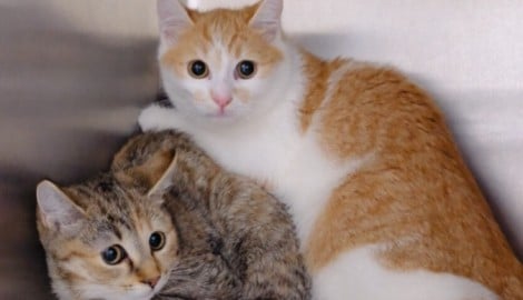 Der Besitzer war mit der Haltung der knapp zwei Dutzend Tiere völlig überfordert.