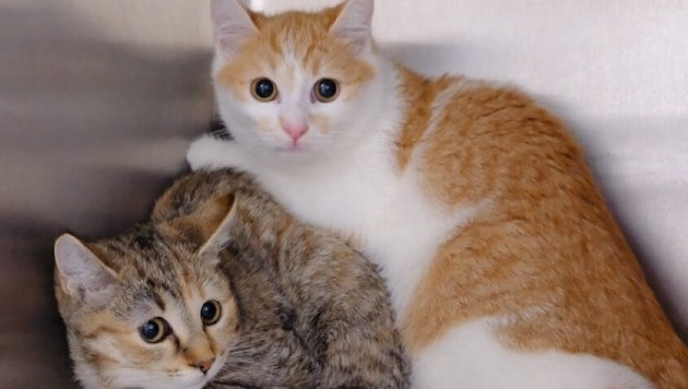 Der Besitzer war mit der Haltung der knapp zwei Dutzend Tiere völlig überfordert.