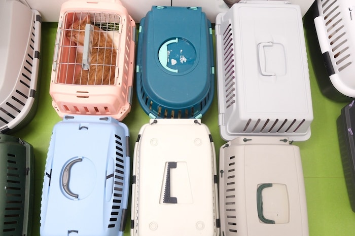 Die Tiere wurden in die Arche Noah überstellt.