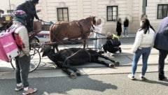 Am Freitag ist auf dem Rennweg in Wien ein Pferd plötzlich gestürzt und blieb am Boden liegen. ...