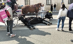 Am Freitag ist auf dem Rennweg in Wien ein Pferd plötzlich gestürzt und blieb am Boden liegen. ...