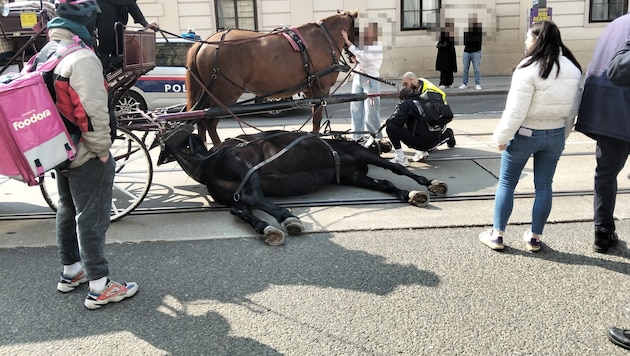 On Friday, a horse suddenly fell on Rennweg in Vienna and remained on the ground. The street was ...