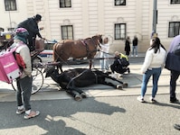 Am Freitag ist auf dem Rennweg in Wien ein Pferd plötzlich gestürzt und blieb am Boden liegen. ...