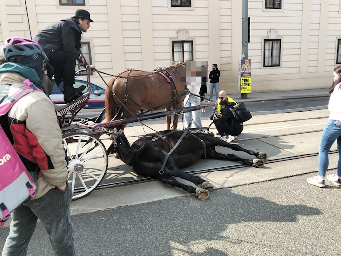 Das Tier stürzte auf der Straße und blieb am Boden liegen.