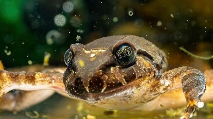 Noch hinter den Kulissen, werden Kaulquappen aufgezogen.