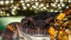 Die exakte Nachbildung des natürlichen Lebensraumes war der Schlüssel zum Erfolg für die ...