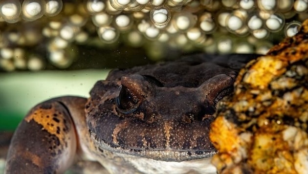 Die exakte Nachbildung des natürlichen Lebensraumes war der Schlüssel zum Erfolg für die ...