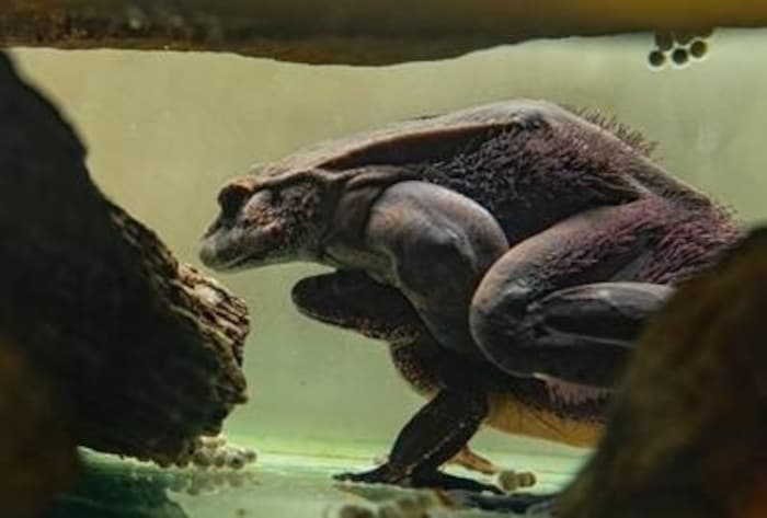 Es wirkt wie aus einer anderen Welt – doch der Haarfrosch kann während der Fortpflanzungszeit ...