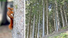 42 Prozent der Fläche Tirols bestehen aus Wald.