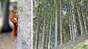 42 Prozent der Fläche Tirols bestehen aus Wald.