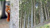 42 Prozent der Fläche Tirols bestehen aus Wald.