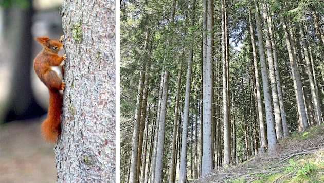42 Prozent der Fläche Tirols bestehen aus Wald.