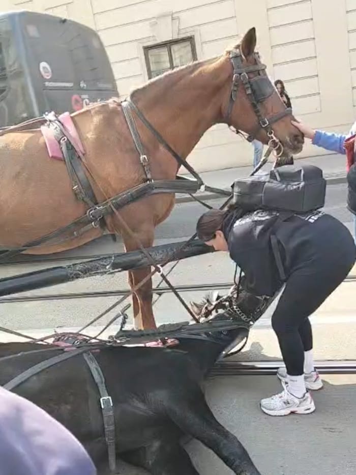 Passanten versuchten zu helfen und beruhigten das Tier.