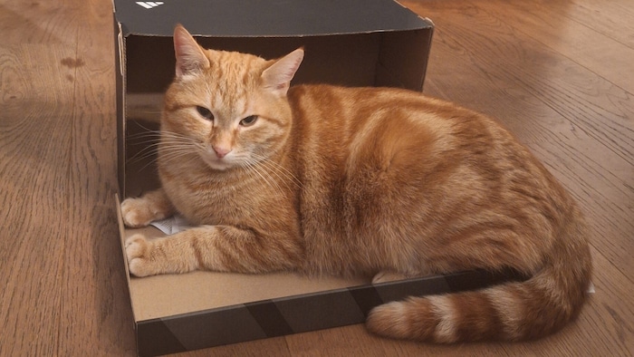 Wer hat Max gesehen?