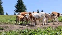 Rund 43.000 Rinder sind im Sommer auf den steirischen Almen zu finden.