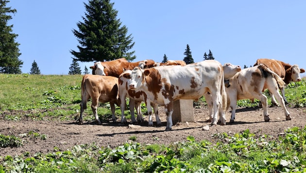 Rund 43.000 Rinder sind im Sommer auf den steirischen Almen zu finden.