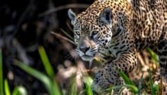 Das Gastgeberland Brasilien weist die weltweit größten Populationen dieser Großkatzen auf...
