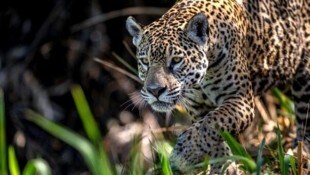 Das Gastgeberland Brasilien weist die weltweit größten Populationen dieser Großkatzen auf...