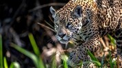 Das Gastgeberland Brasilien weist die weltweit größten Populationen dieser Großkatzen auf...