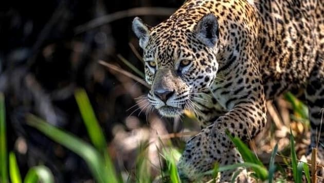 Das Gastgeberland Brasilien weist die weltweit größten Populationen dieser Großkatzen auf...