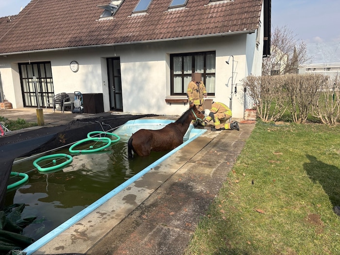 Das Pferd war ins eiskalte Wasser gesprungen.