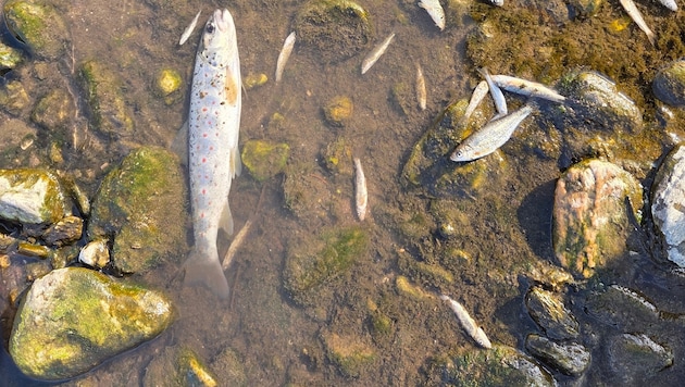 Chemie war von der Papierfabrik in Frantschach in die Lavant gelangt. Massensterben an Fischen ...