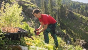 Pflanzaktion: 320.000 Setzlinge werden in Salzburgs Wäldern gepflanzt.