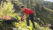 Aufforstung soll teure Schutzbauten verhindern helfen. 