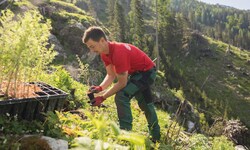 Pflanzaktion: 320.000 Setzlinge werden in Salzburgs Wäldern gepflanzt.
