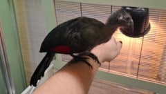 Der junge Weißohrturako wurde im Linzer Zoo künstlich ausgebrütet und von Hand aufgezogen