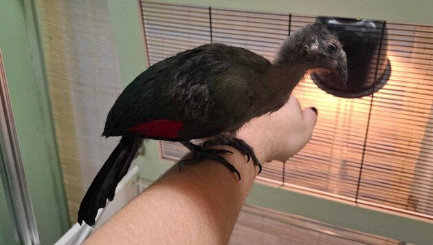 Der junge Weißohrturako wurde im Linzer Zoo künstlich ausgebrütet und von Hand aufgezogen