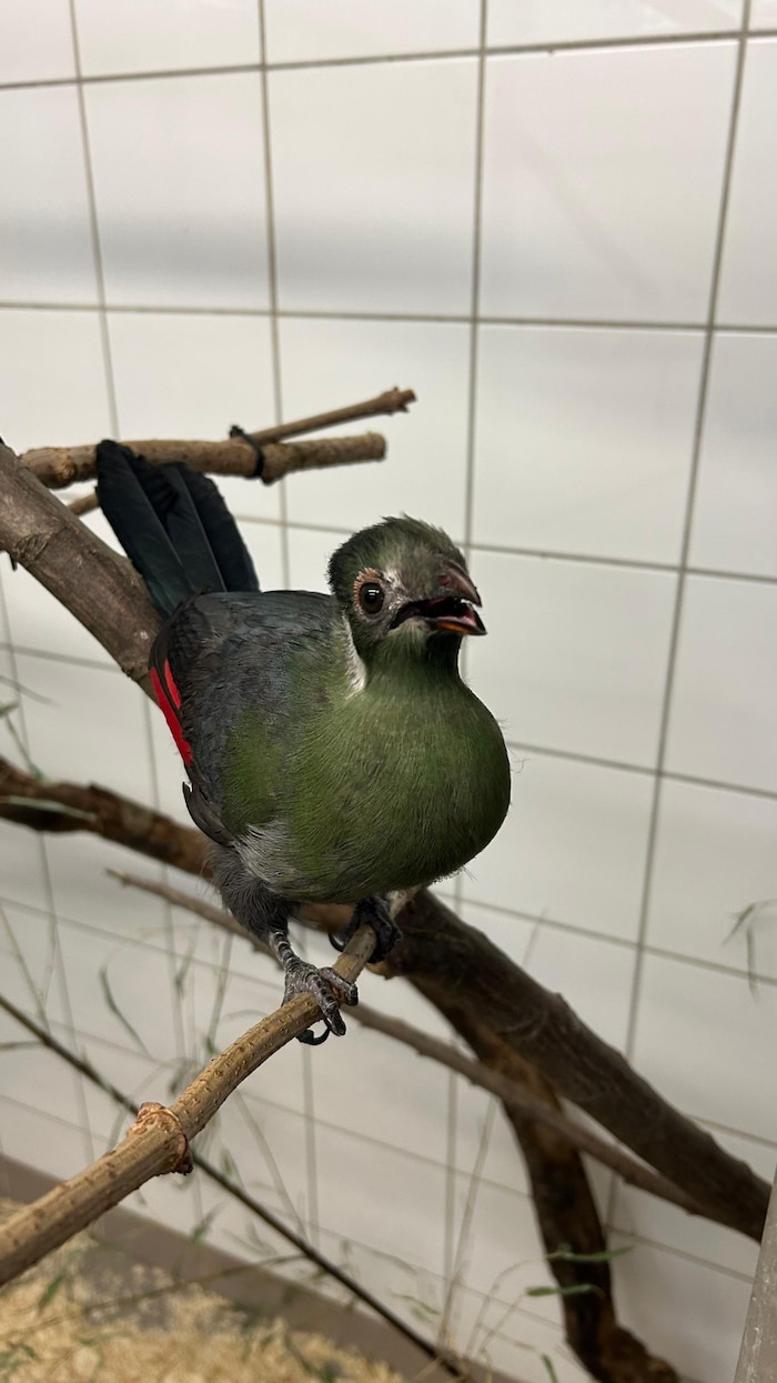 Bald übersiedelt der junge Vogel ins Außengehege