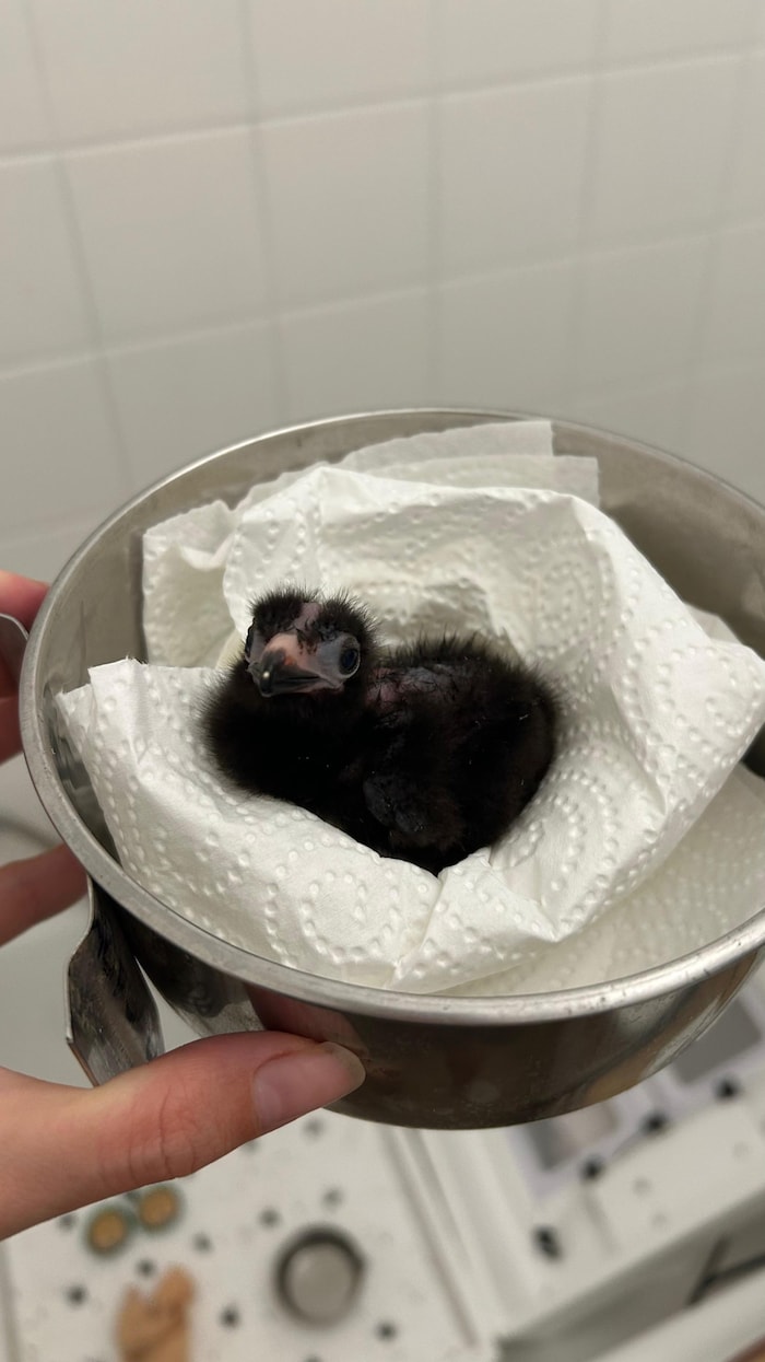 Das Küken war unscheinbar und brauchte besondere Pflege