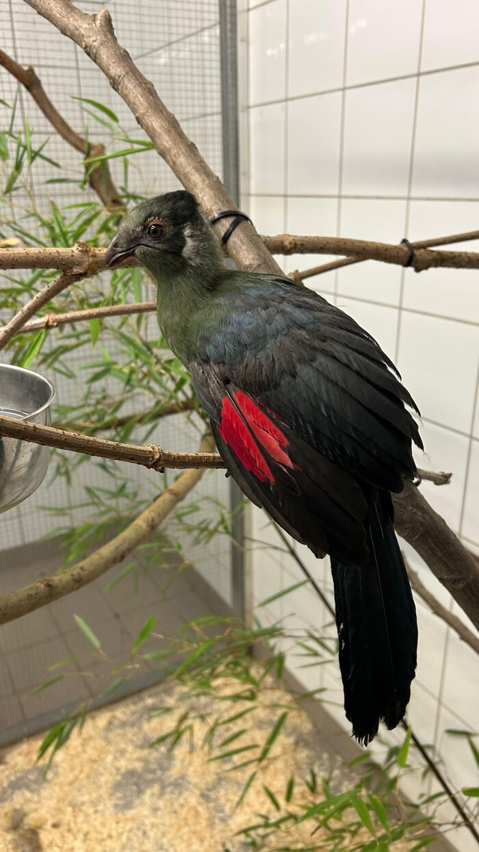 Der Weißohrturako ist schon prächtig entwickelt