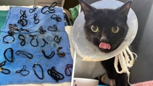 Einen äußerst ungewöhnlichen Fund haben Tierärztinnen und Tierärzte in den USA gemacht: Die ...