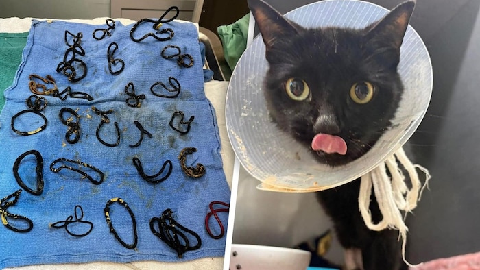 Einen äußerst ungewöhnlichen Fund haben Tierärztinnen und Tierärzte in den USA gemacht: Die ...