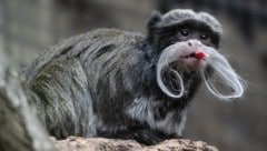 Ganz schön frech, dieser Kaiserschnurrbarttamarin 