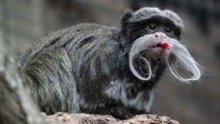 Ganz schön frech, dieser Kaiserschnurrbarttamarin 